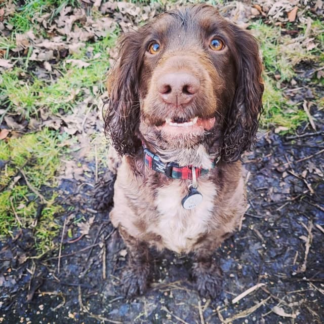 Dog at boarding